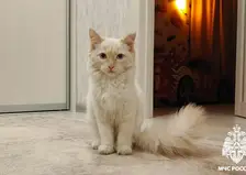 Сотрудники МЧС в Кузбассе спасли от гибели кота, которого в мороз оставили на улице