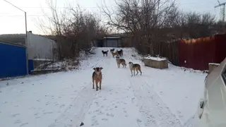 Новые правила отлова бродячих животных утвердили в Красноярском крае Новые правила отлова бродячих животных утвердили в Красноярском крае