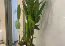 Опасный саженец конфисковали в красноярском аэропорту у туристов, вернувшихся из Вьетнама