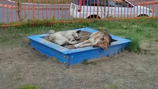 Больше 700 безнадзорных собак отловили на улицах Красноярска с начала года Больше 700 безнадзорных собак отловили на улицах Красноярска с начала года