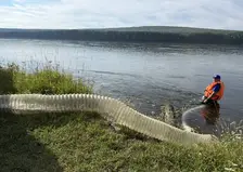 Красноярская ГЭС выпустила около двух тысяч мальков стерляди в Енисей