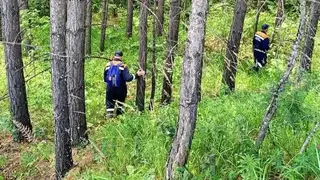 Две женщины заблудились в лесах под Красноярском в субботу Две женщины заблудились в лесах под Красноярском в субботу