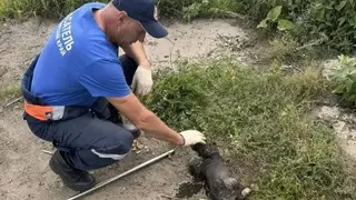 Бездомного щенка вытащили из глубокого коллектора с водой спустя двое суток заточения в Лесосибирске Бездомного щенка вытащили из глубокого коллектора с водой спустя двое суток заточения в Лесосибирске