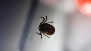Сезон активности клещей в Красноярском крае продолжается Сезон активности клещей в Красноярском крае продолжается