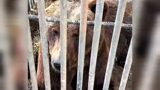 Парализованный медведь Кузя из придорожного красноярского кафе вылетел в Москву на лечение Парализованный медведь Кузя из придорожного красноярского кафе вылетел в Москву на лечение