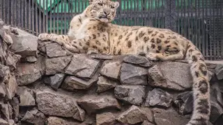 В Красноярск из Новосибирска привезут самку снежного барса В Красноярск из Новосибирска привезут самку снежного барса