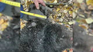 982 бурых медведя добыто в Красноярском крае 982 бурых медведя добыто в Красноярском крае