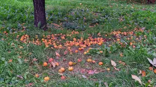 Бабье лето заглянет в Красноярск на выходных Бабье лето заглянет в Красноярск на выходных