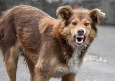 Бродячие собаки напали на восьмилетнего мальчика в Красноярске