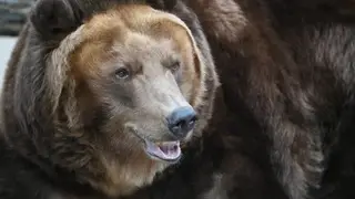 Процедуру получения вознаграждения за добычу бурого медведя упростят в Красноярском крае Процедуру получения вознаграждения за добычу бурого медведя упростят в Красноярском крае
