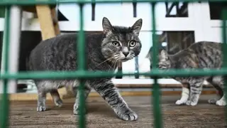 Карантин по бешенству вновь ввели в Октябрьском районе Красноярска Карантин по бешенству вновь ввели в Октябрьском районе Красноярска