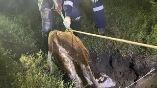 Провалившегося в яму домашнего телёнка вернули хозяину в Красноярском крае Провалившегося в яму домашнего телёнка вернули хозяину в Красноярском крае