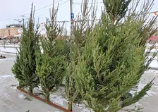 В Красноярске заработал первый ёлочный базар. Сколько просят за новогоднюю красавицу?