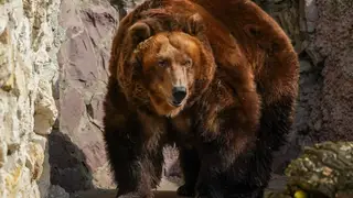 Режим повышенной готовности из-за медведей ввели в Дивногорске Режим повышенной готовности из-за медведей ввели в Дивногорске
