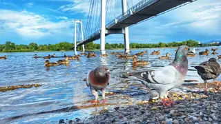 В Новосибирском зоопарке объяснили, зачем нужно считать птиц В Новосибирском зоопарке объяснили, зачем нужно считать птиц