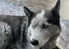 Тувинский Хатико: хаски больше года ждёт погибшего на СВО хозяина в аэропорту Кызыла