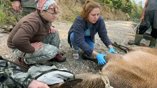 Спасённого на Байкале изюбря Гришу поселили в Иркутске Спасённого на Байкале изюбря Гришу поселили в Иркутске