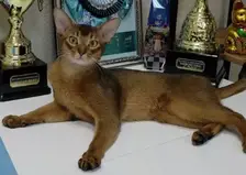 Самого красивого кота в мире покажут на выставке в Москве