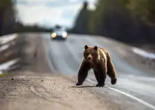 Отпугиватели медведей массово раскупают в Кемерове