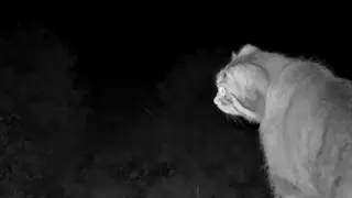 В заповеднике на юге Красноярского края фотоловушка сняла краснокнижного манула В заповеднике на юге Красноярского края фотоловушка сняла краснокнижного манула