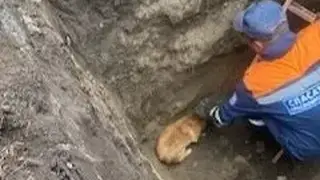 Пятерых бездомных собак достали из выкопанной глубокой ямы в Красноярском крае Пятерых бездомных собак достали из выкопанной глубокой ямы в Красноярском крае