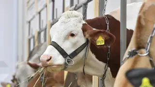 Ветераны СВО Красноярского края получат 28 млн рублей на развитие агробизнеса Ветераны СВО Красноярского края получат 28 млн рублей на развитие агробизнеса