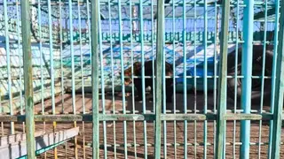 Суд конфисковал медведей и волков из «зоопарка» придорожной шашлычной в Томске Суд конфисковал медведей и волков из «зоопарка» придорожной шашлычной в Томске