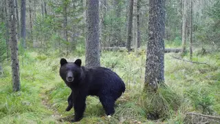 Режим повышенной готовности из‑за нашествия медведей ввели на Кузбассе Режим повышенной готовности из‑за нашествия медведей ввели на Кузбассе