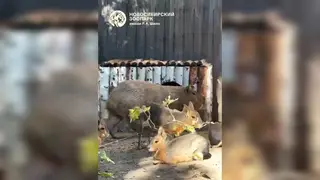 В Новосибирском зоопарке рассказали, что творится в вольере капибар В Новосибирском зоопарке рассказали, что творится в вольере капибар