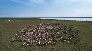 Стадо домашних северных оленей появится на Таймыре при поддержке краевого гранта Стадо домашних северных оленей появится на Таймыре при поддержке краевого гранта
