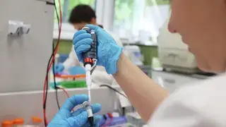 Омские учёные выводят три новых сорта чечевицы Омские учёные выводят три новых сорта чечевицы