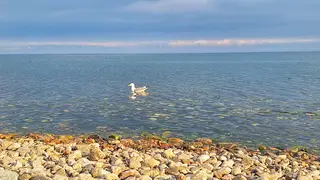 От смертельных ловушек очищают дно Байкала — убрано более 26 тысяч квадратных метров сетей От смертельных ловушек очищают дно Байкала — убрано более 26 тысяч квадратных метров сетей