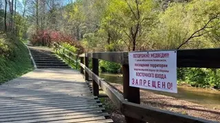 Группа туристов увидела медведя в нацпарке «Красноярские Столбы» и побоялась продолжать прогулку Группа туристов увидела медведя в нацпарке «Красноярские Столбы» и побоялась продолжать прогулку